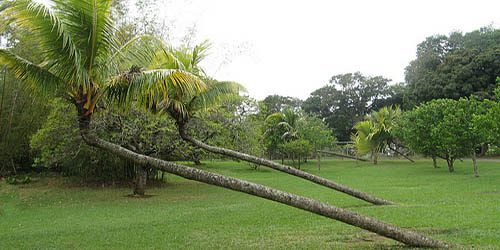8 mauritius botanical garden
